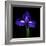 iris-Magda Indigo-Framed Photographic Print