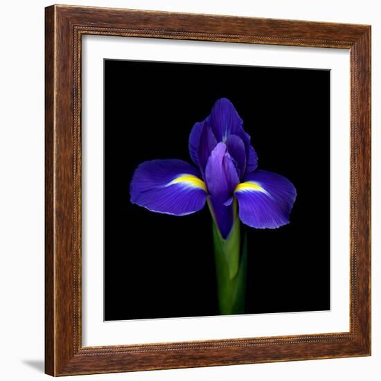 iris-Magda Indigo-Framed Photographic Print