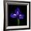 iris-Magda Indigo-Framed Photographic Print