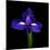 iris-Magda Indigo-Mounted Photographic Print