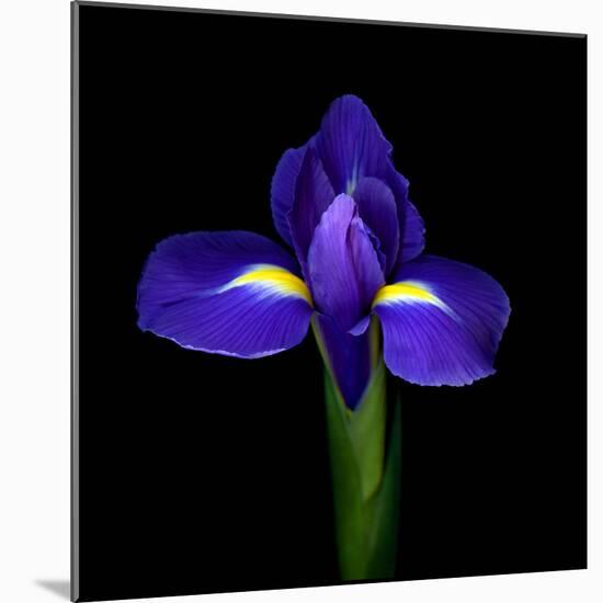 iris-Magda Indigo-Mounted Photographic Print