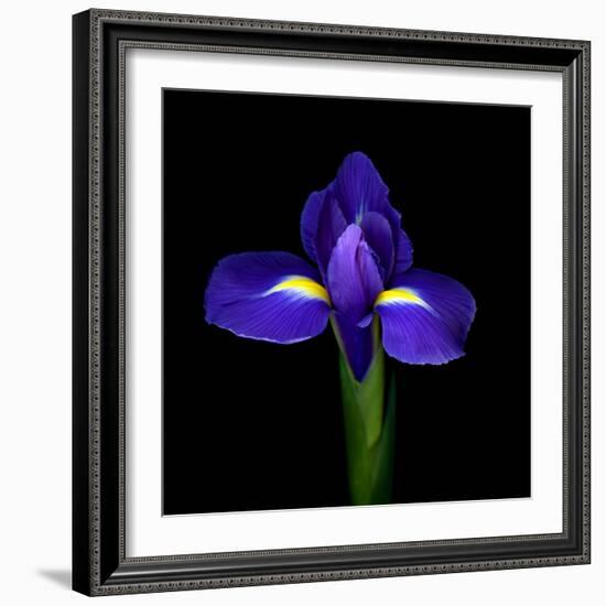 iris-Magda Indigo-Framed Photographic Print