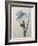 Iris-Pierre-Joseph Redoute-Framed Art Print