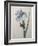 Iris-Pierre-Joseph Redoute-Framed Art Print