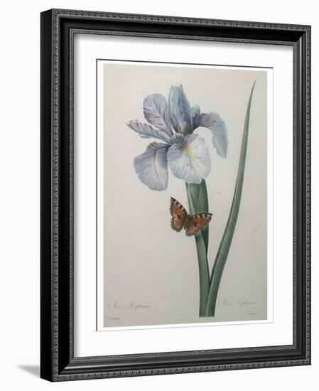 Iris-Pierre-Joseph Redoute-Framed Art Print