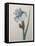 Iris-Pierre-Joseph Redoute-Framed Stretched Canvas