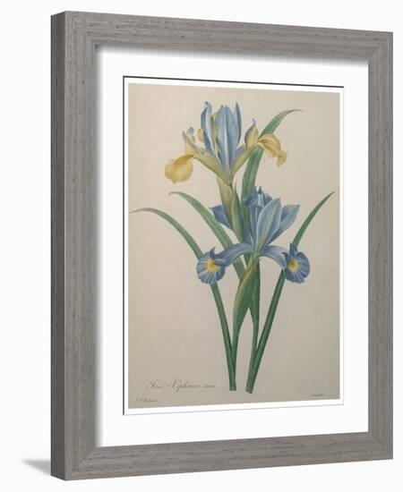 Iris-Pierre-Joseph Redoute-Framed Art Print