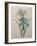 Iris-Pierre-Joseph Redoute-Framed Art Print