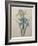 Iris-Pierre-Joseph Redoute-Framed Art Print