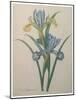 Iris-Pierre-Joseph Redoute-Mounted Art Print