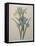 Iris-Pierre-Joseph Redoute-Framed Stretched Canvas