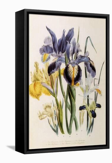 Iris-Jane W. Loudon-Framed Premier Image Canvas