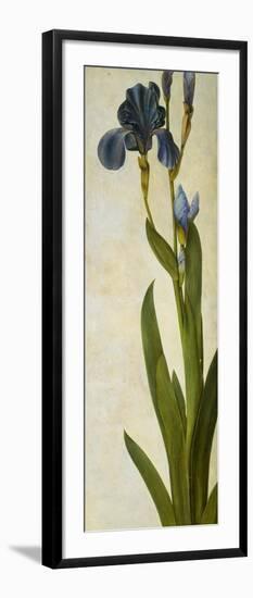 Iris-Albrecht Dürer-Framed Giclee Print