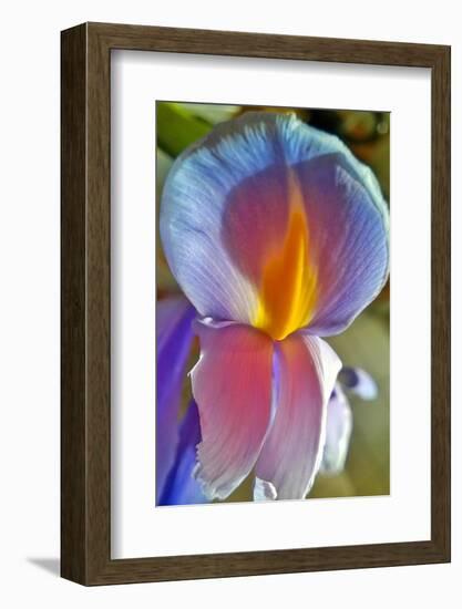 Iris-Charles Bowman-Framed Photographic Print