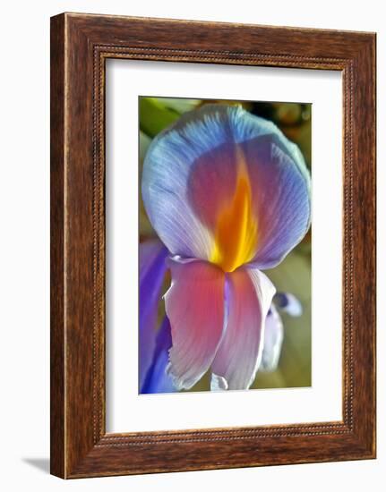 Iris-Charles Bowman-Framed Photographic Print