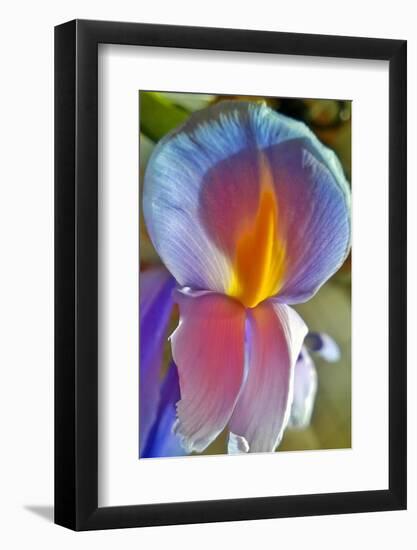 Iris-Charles Bowman-Framed Photographic Print