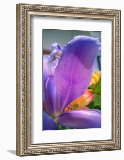 Iris-Charles Bowman-Framed Photographic Print