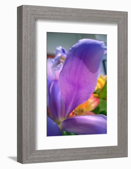 Iris-Charles Bowman-Framed Photographic Print