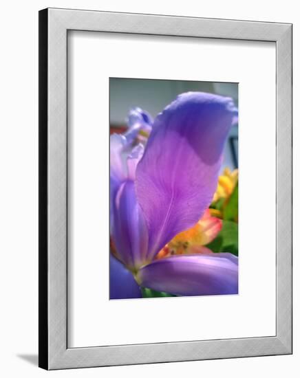 Iris-Charles Bowman-Framed Photographic Print