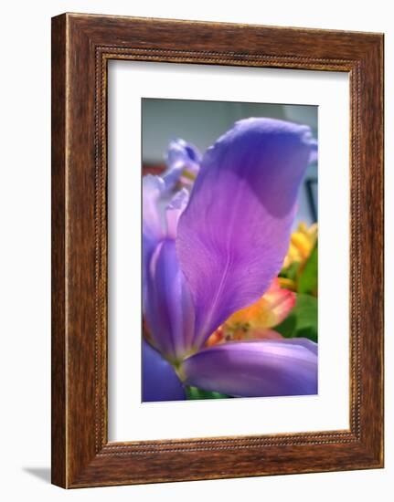 Iris-Charles Bowman-Framed Photographic Print