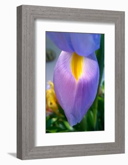 Iris-Charles Bowman-Framed Photographic Print