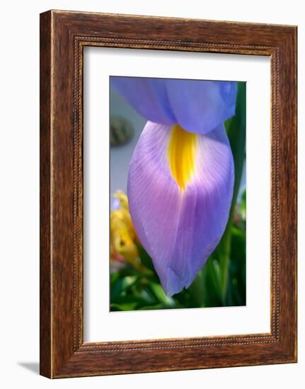 Iris-Charles Bowman-Framed Photographic Print