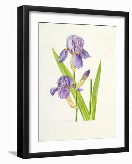 Iris-Elizabeth Rice-Framed Giclee Print