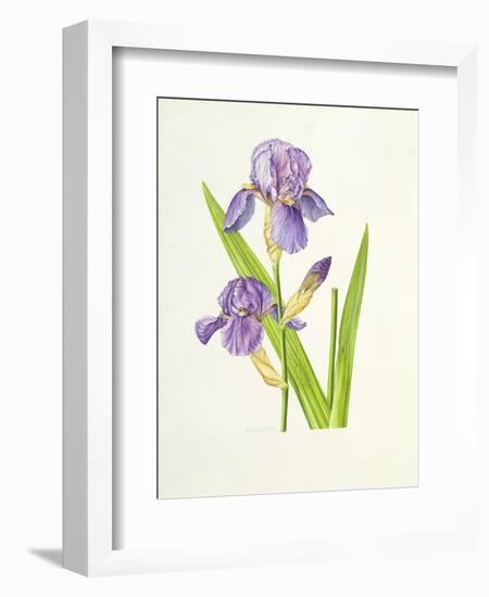 Iris-Elizabeth Rice-Framed Giclee Print