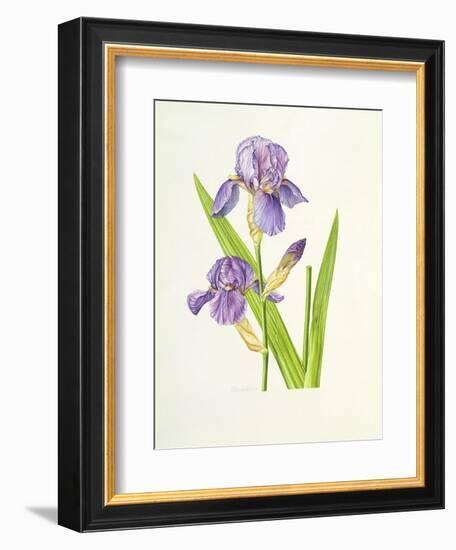 Iris-Elizabeth Rice-Framed Giclee Print