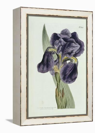 Iris-William Curtis-Framed Premier Image Canvas