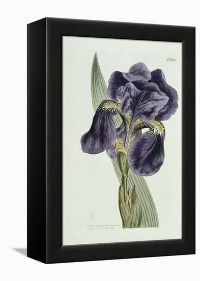 Iris-William Curtis-Framed Premier Image Canvas