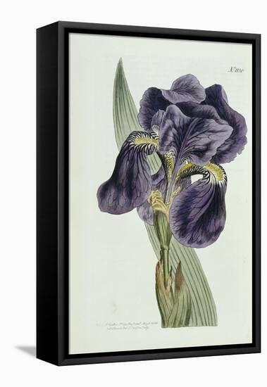 Iris-William Curtis-Framed Premier Image Canvas