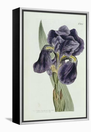 Iris-William Curtis-Framed Premier Image Canvas