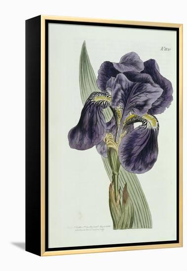 Iris-William Curtis-Framed Premier Image Canvas