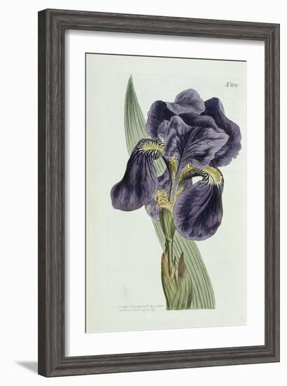 Iris-William Curtis-Framed Giclee Print