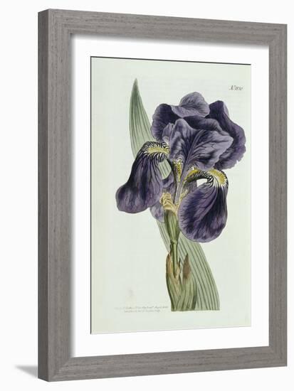 Iris-William Curtis-Framed Giclee Print