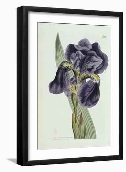 Iris-William Curtis-Framed Giclee Print