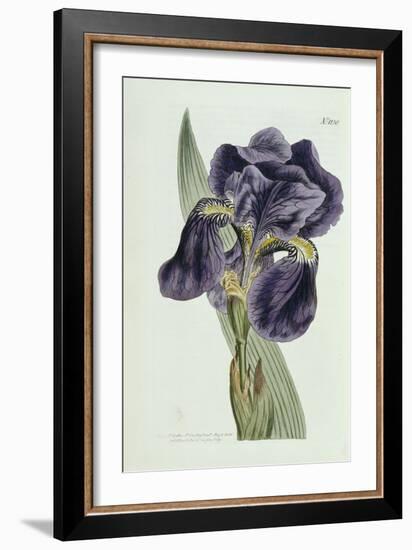 Iris-William Curtis-Framed Giclee Print