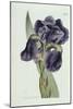 Iris-William Curtis-Mounted Giclee Print
