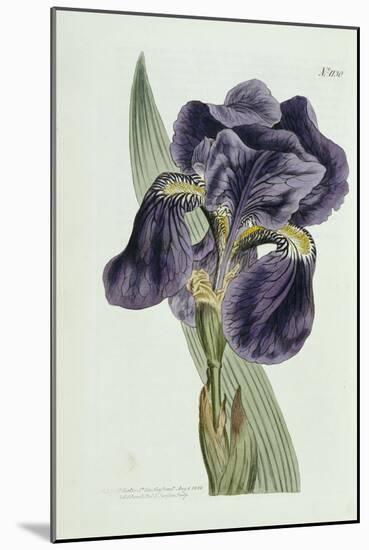 Iris-William Curtis-Mounted Giclee Print