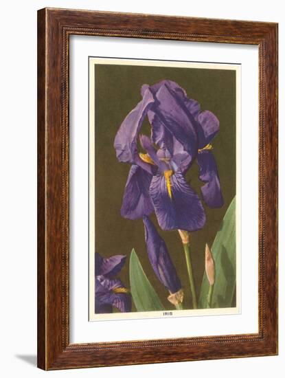 Iris-null-Framed Art Print