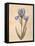 Iris-Virginia Huntington-Framed Stretched Canvas