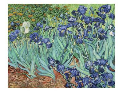 iris van gogh painting