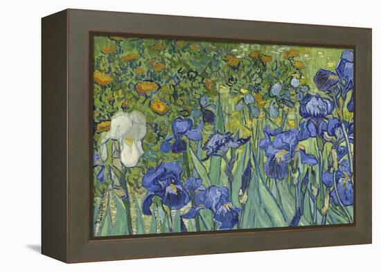 Irises, 1889-Vincent van Gogh-Framed Premier Image Canvas