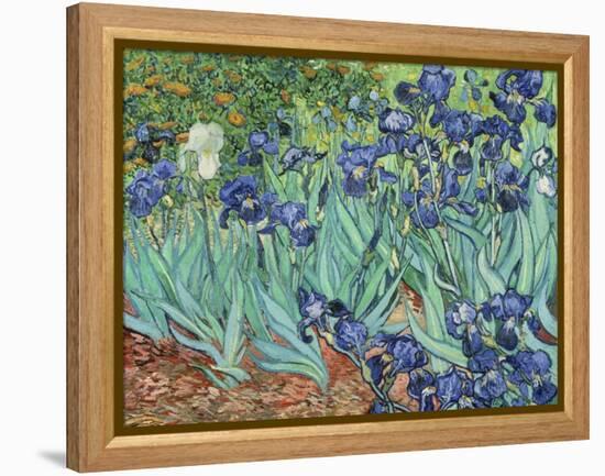 Irises, 1889-Vincent van Gogh-Framed Premier Image Canvas