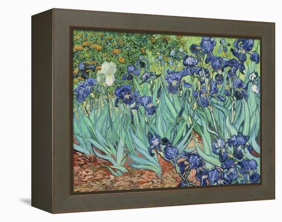 Irises, 1889-Vincent van Gogh-Framed Premier Image Canvas