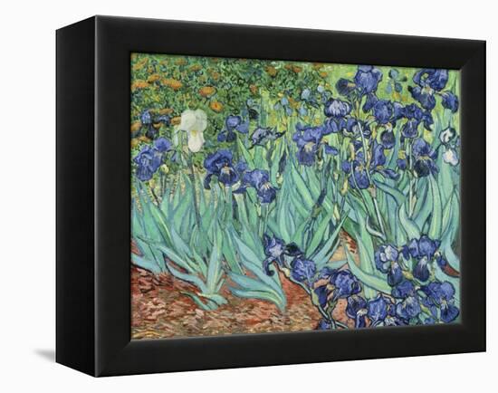 Irises, 1889-Vincent van Gogh-Framed Premier Image Canvas