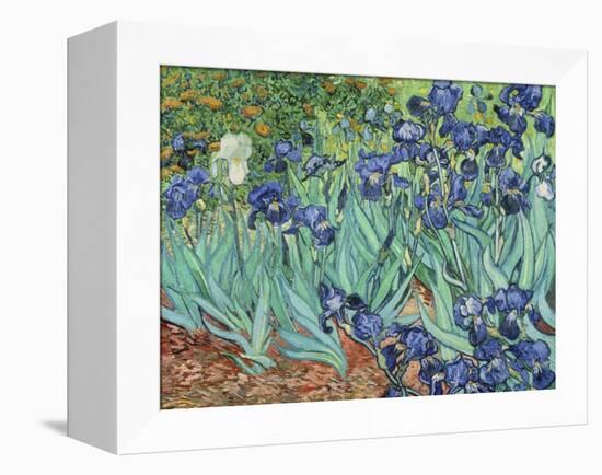 Irises, 1889-Vincent van Gogh-Framed Premier Image Canvas