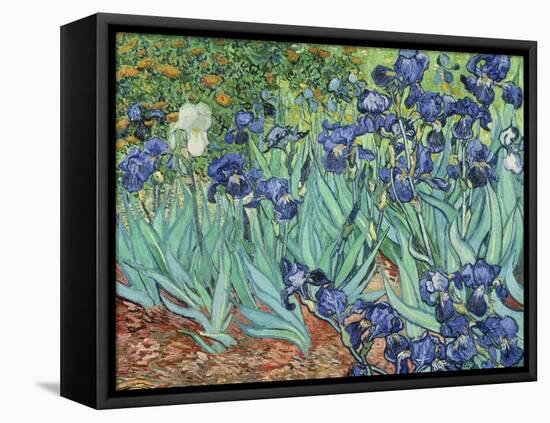 Irises, 1889-Vincent van Gogh-Framed Premier Image Canvas