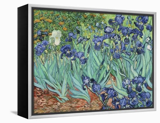 Irises, 1889-Vincent van Gogh-Framed Premier Image Canvas